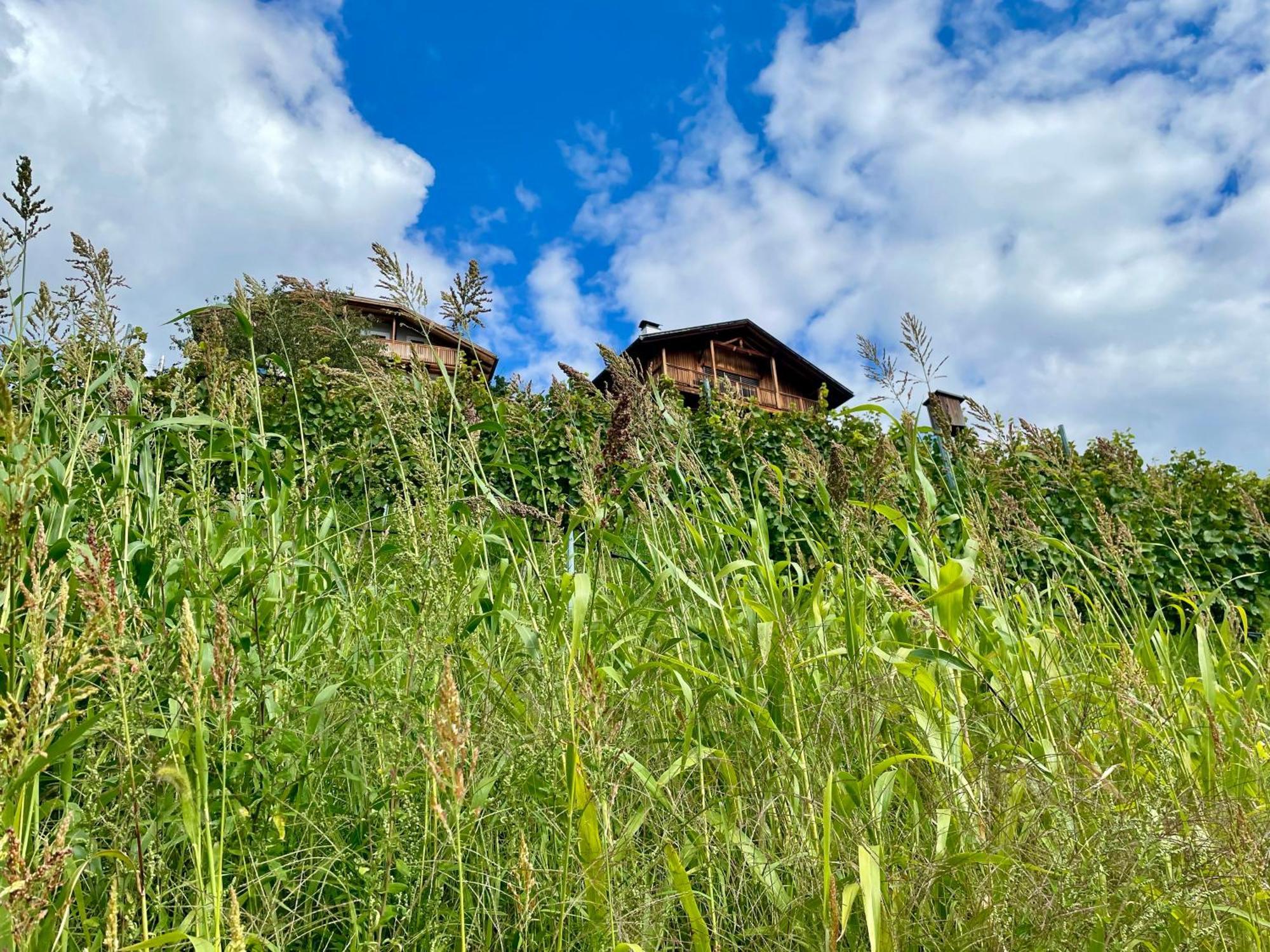 Maso Fallmerayer - Fallmerayerhof Lägenhet Brixen Exteriör bild